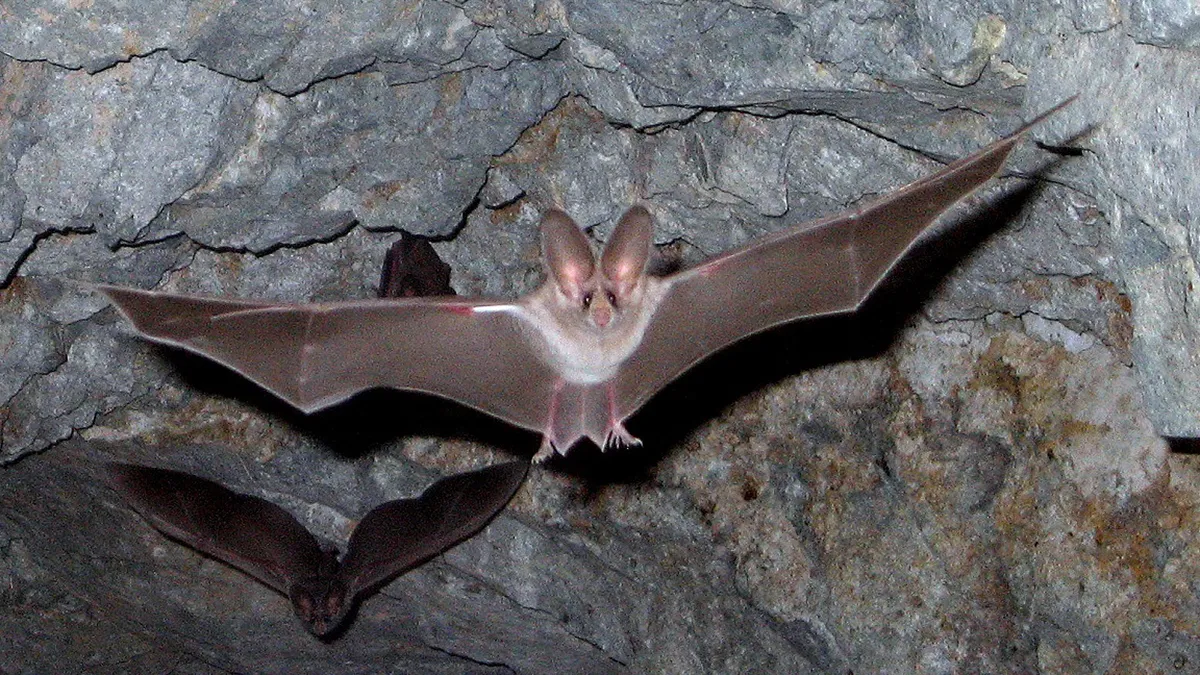 leaf nosed bats 1575051