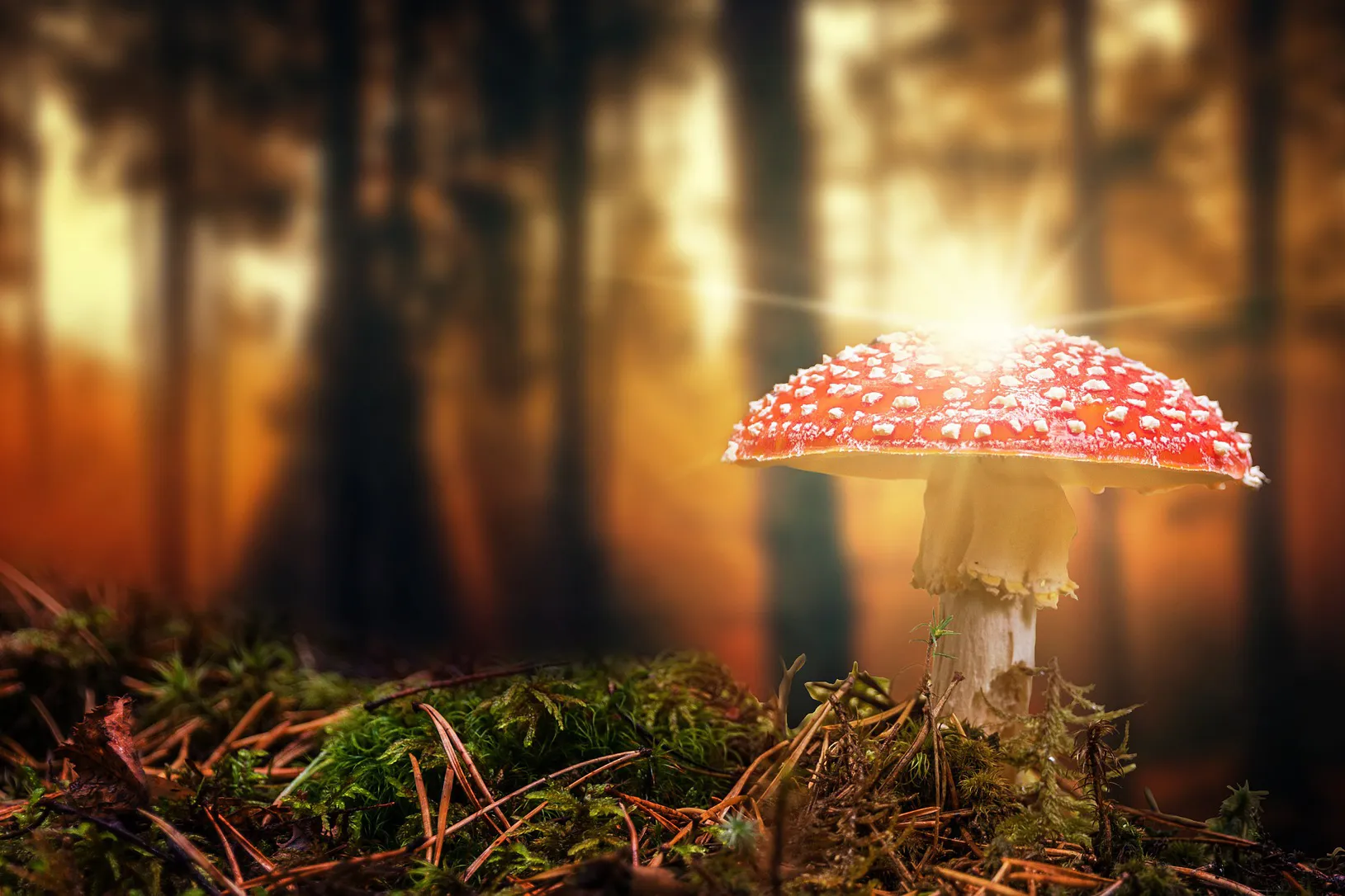 nature 3425274 1920