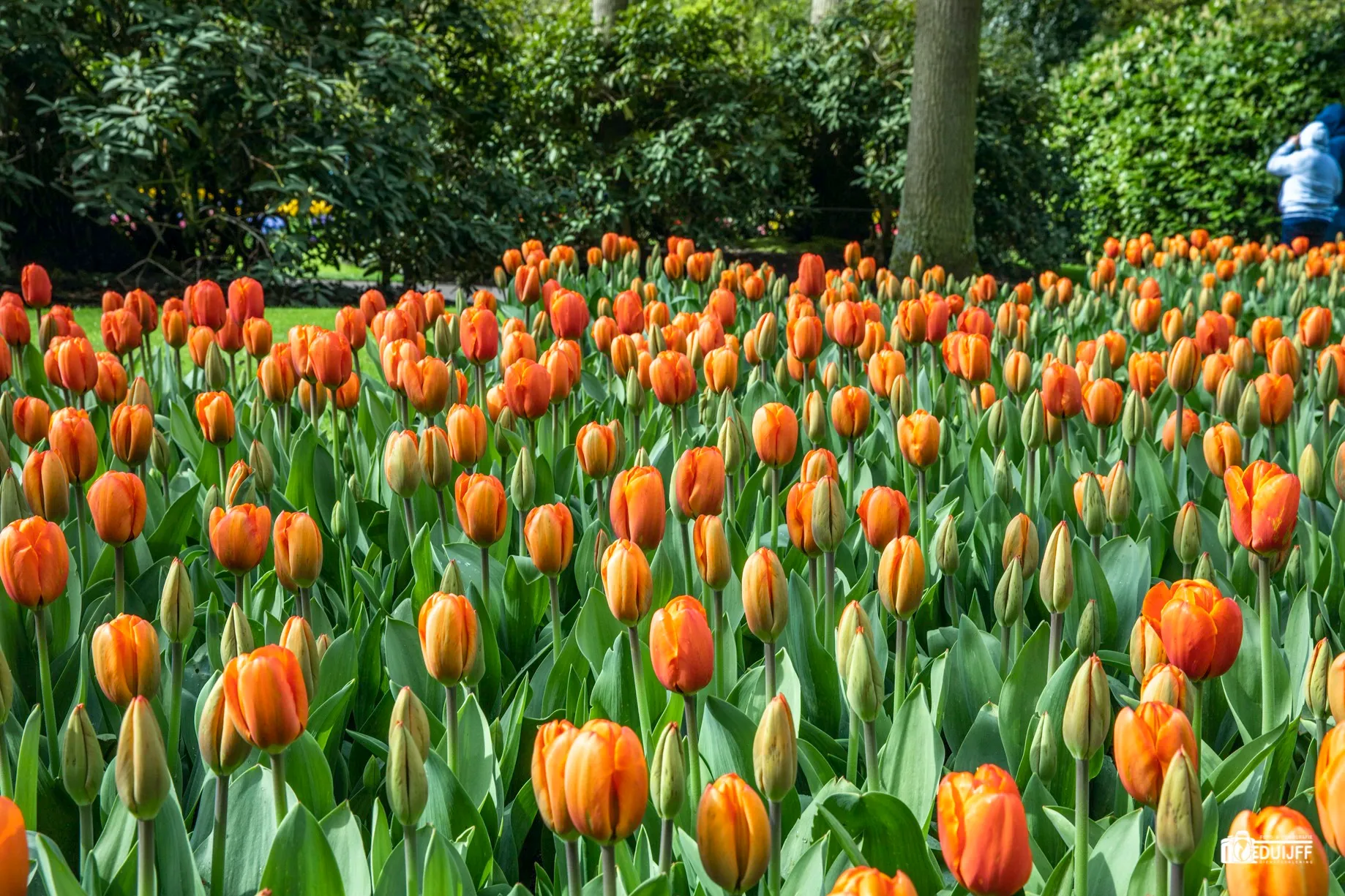 oranje b