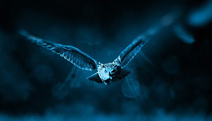 owl 518838 banner