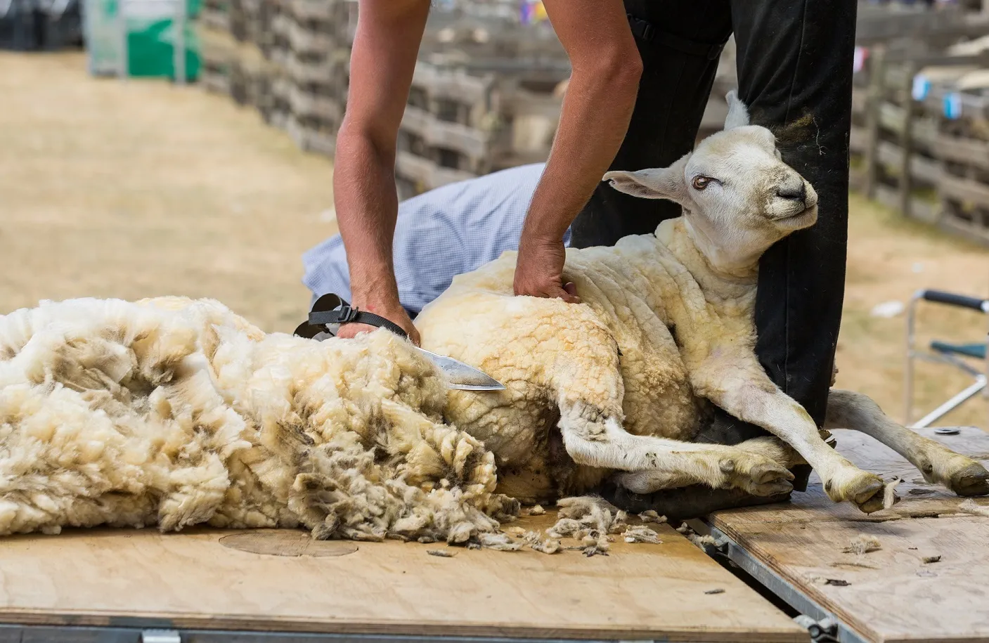 schapen scheren bij het koetshuijs in heemskerk op 12 mei