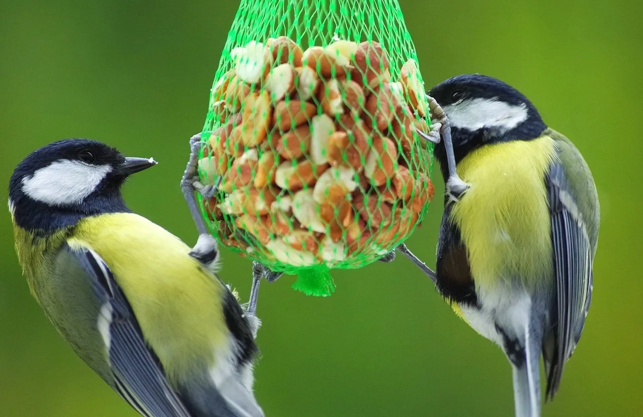 vogels op kinderboerderij dierendorp