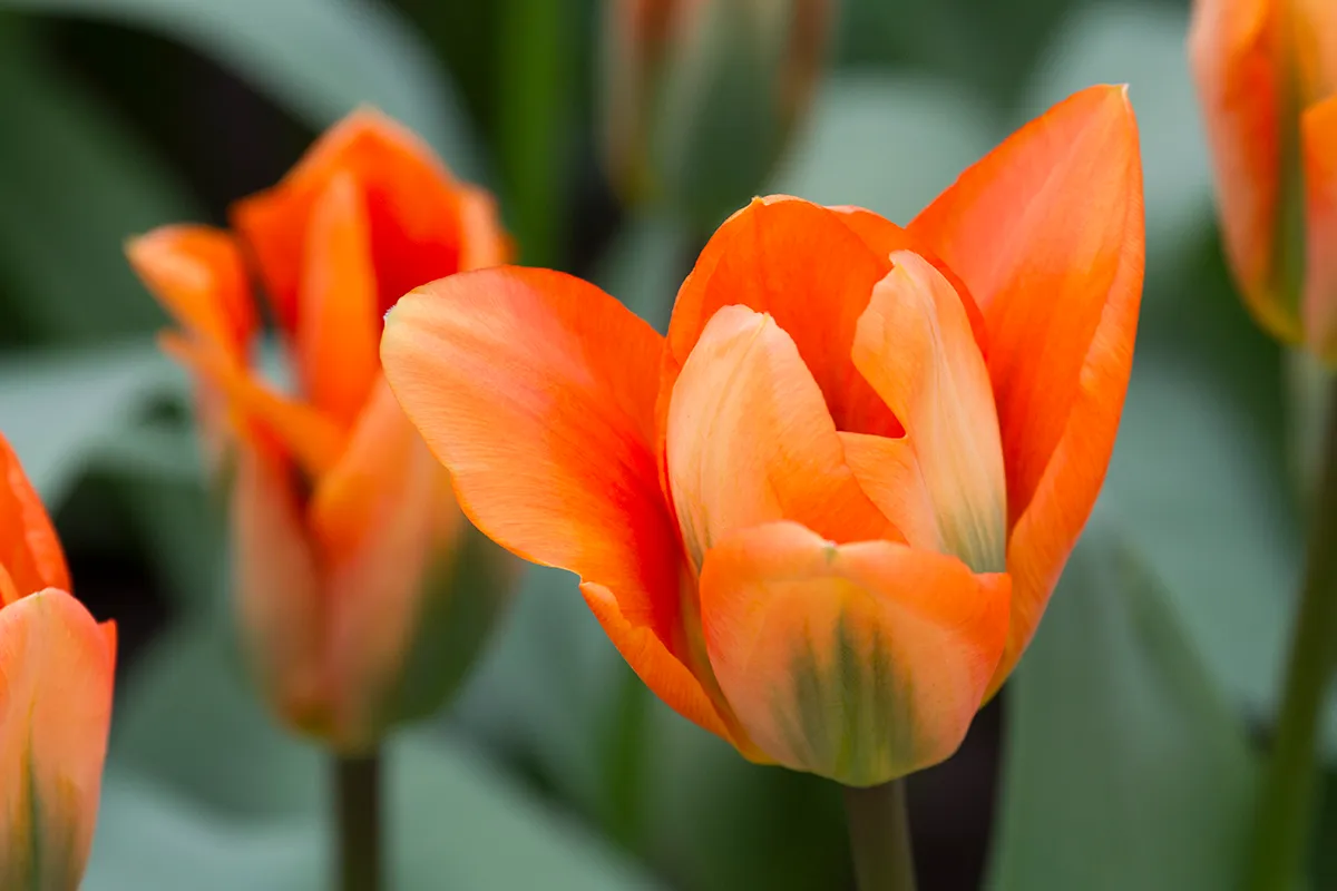 wim meijer fotografie tulp03