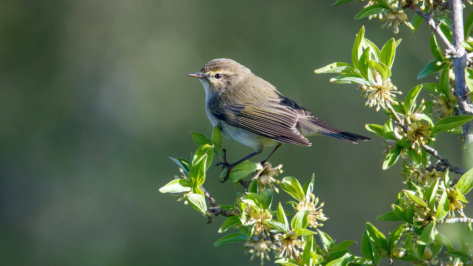 chiffchaff g05afa5fa4 1920
