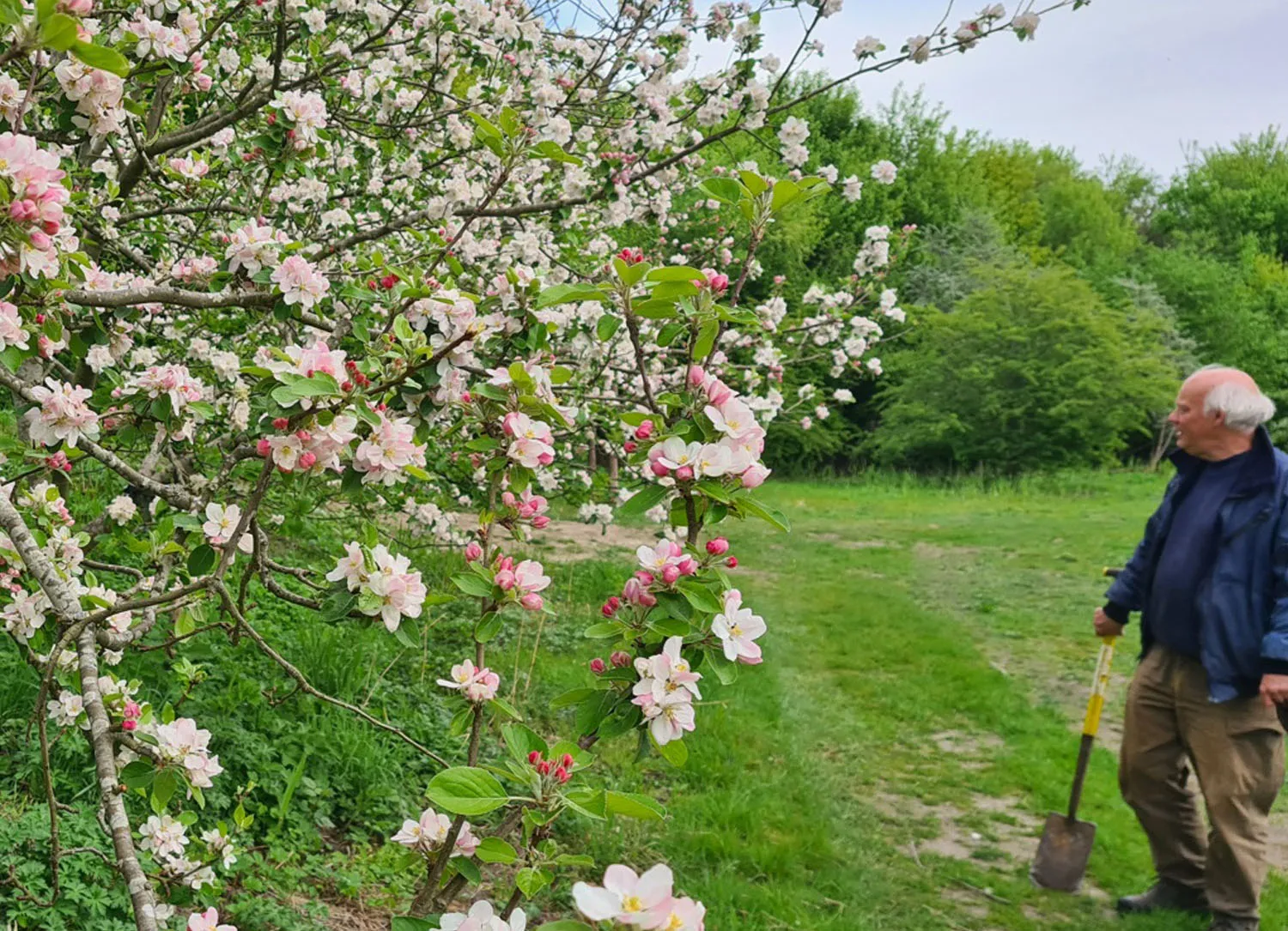 heemstede20 april appelbloesem
