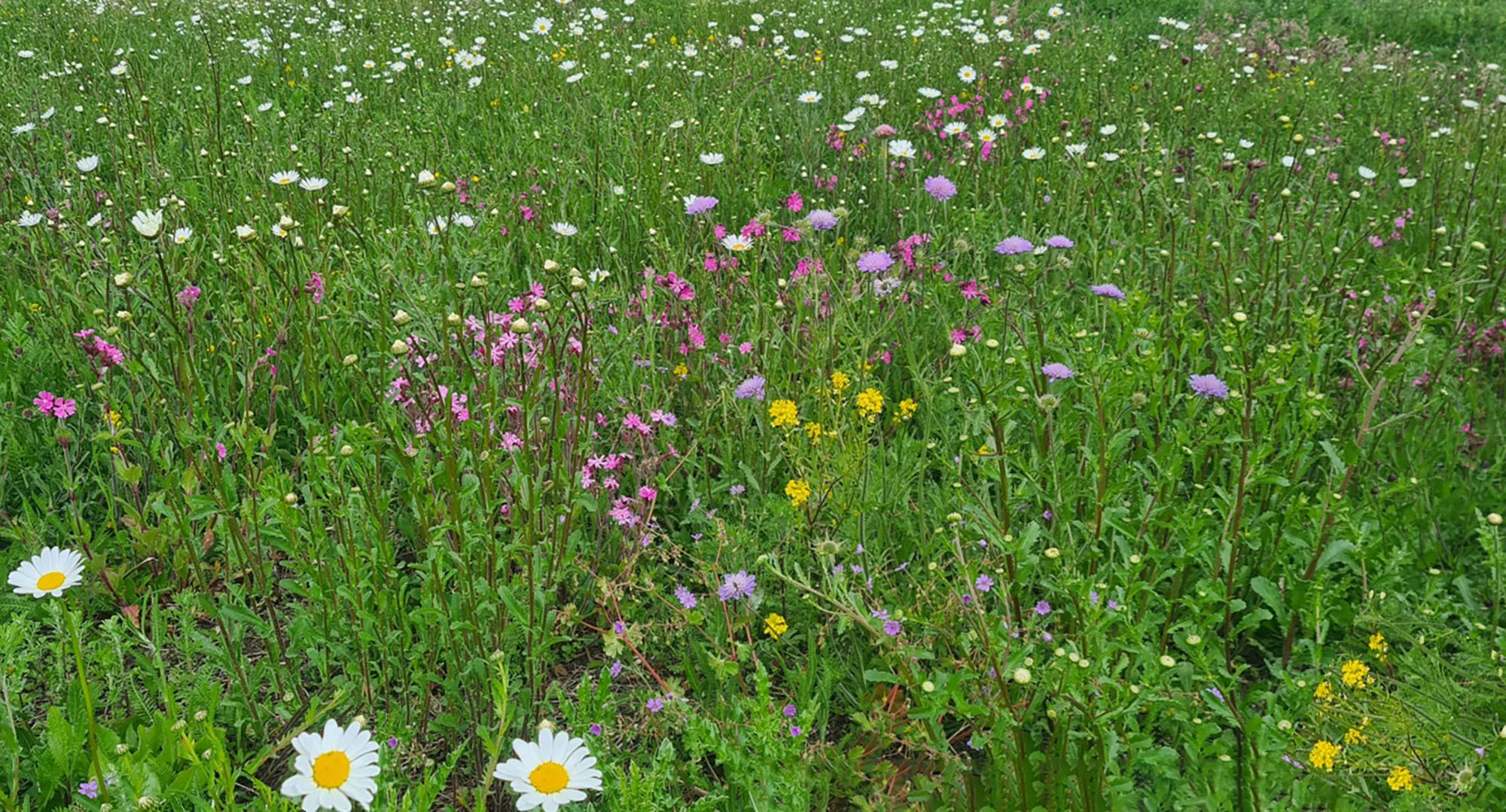 blog17 mei bloemenweide new terra
