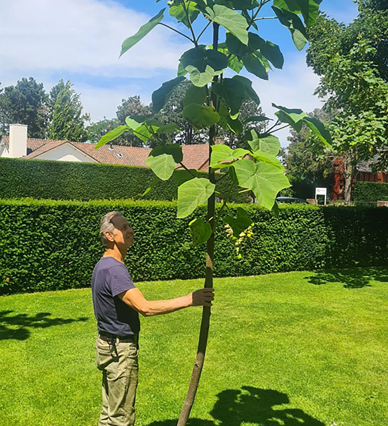 heemstede natuur nieuws 21 juni Pauwlonia sorghbosch