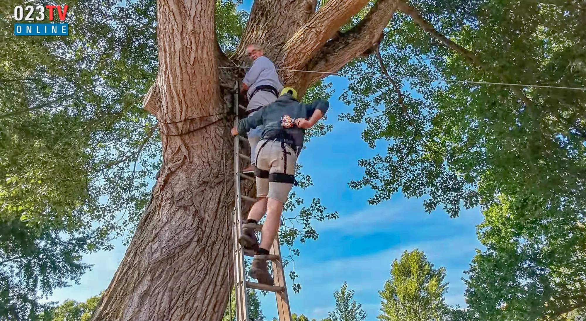 WIENEN boom