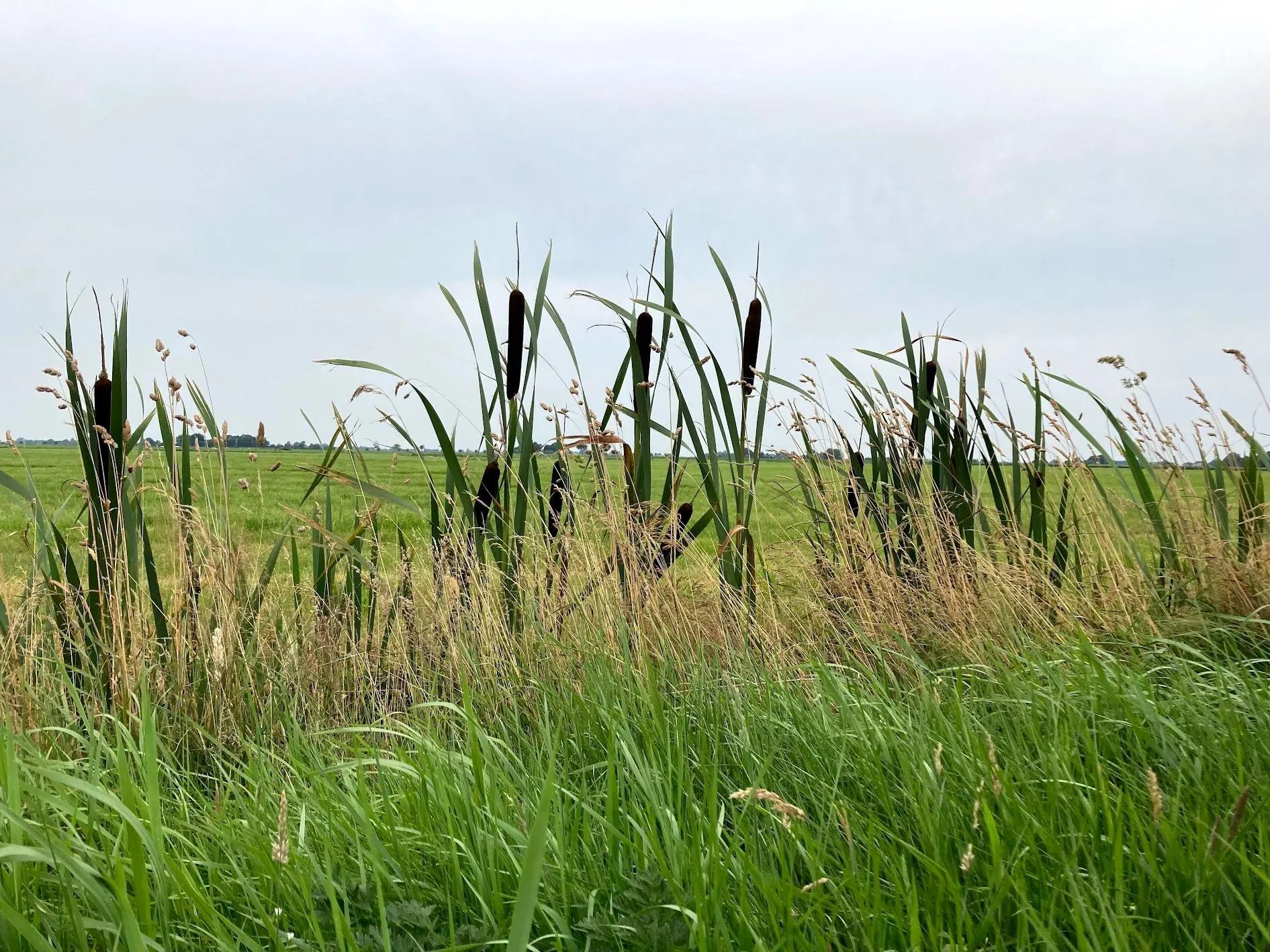 natuur-dfm-img-6309