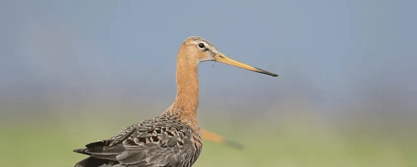 Grutto Nature Today 53725a29-8120-46ef-a120-bebc2ad81f5b