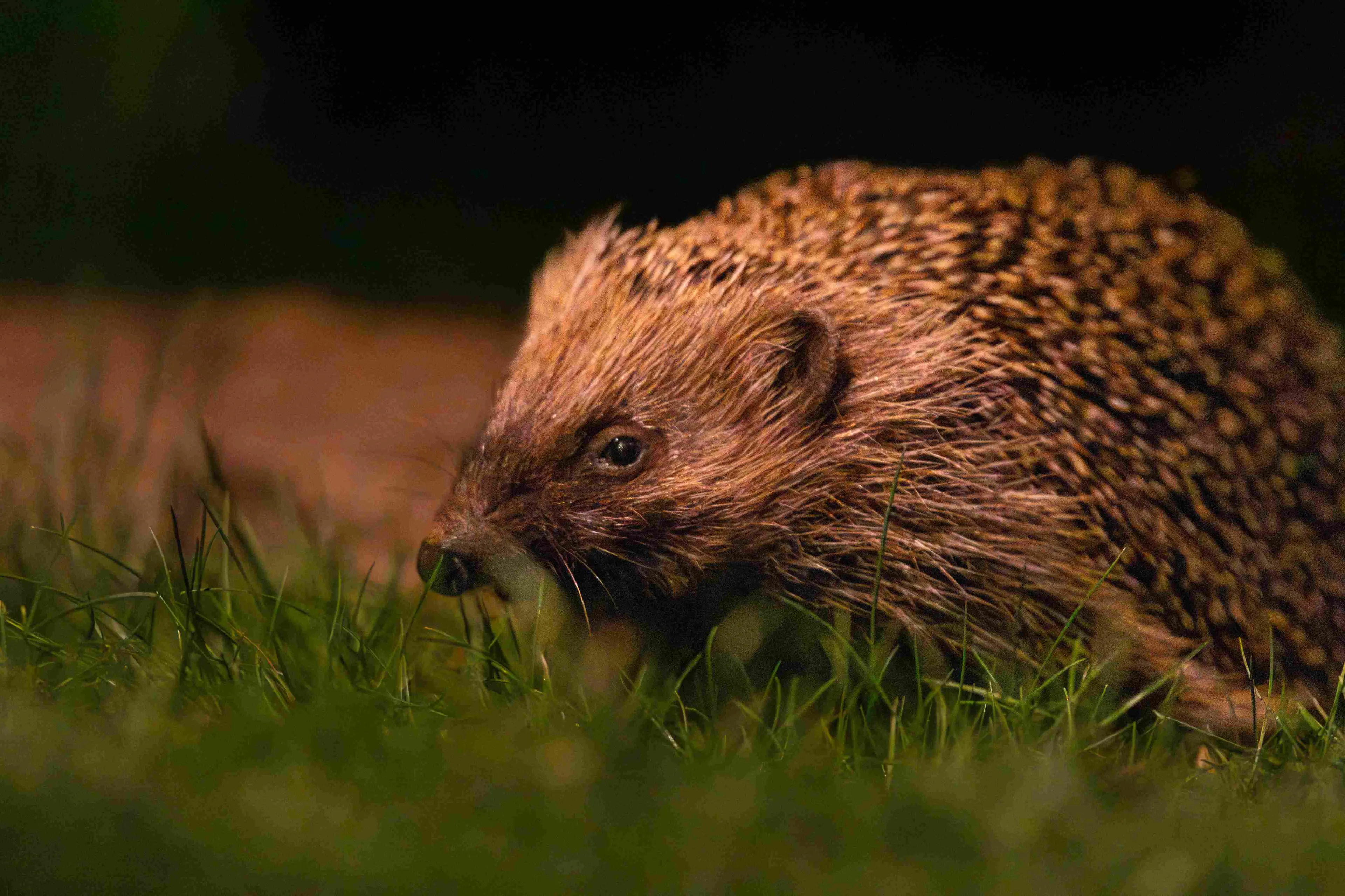 Hedgehog2_11zon