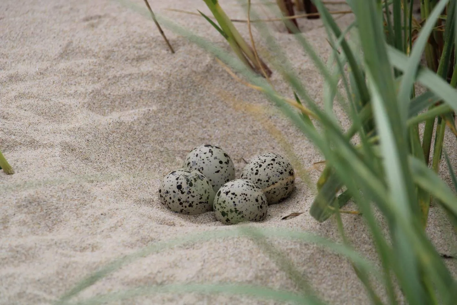 nest bontbekplevier camperduin ton van diepen