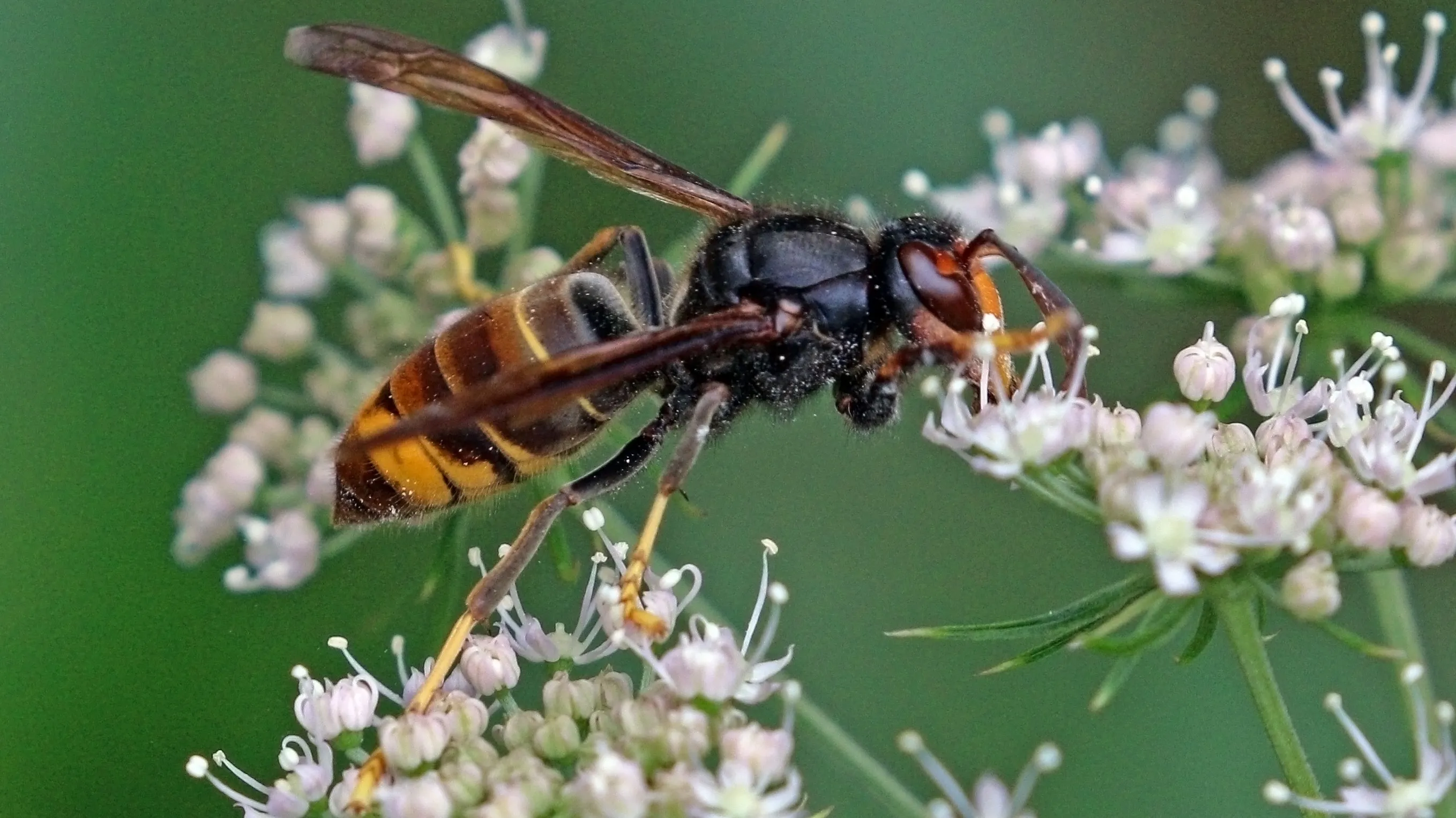 asian hornet vespa velutina