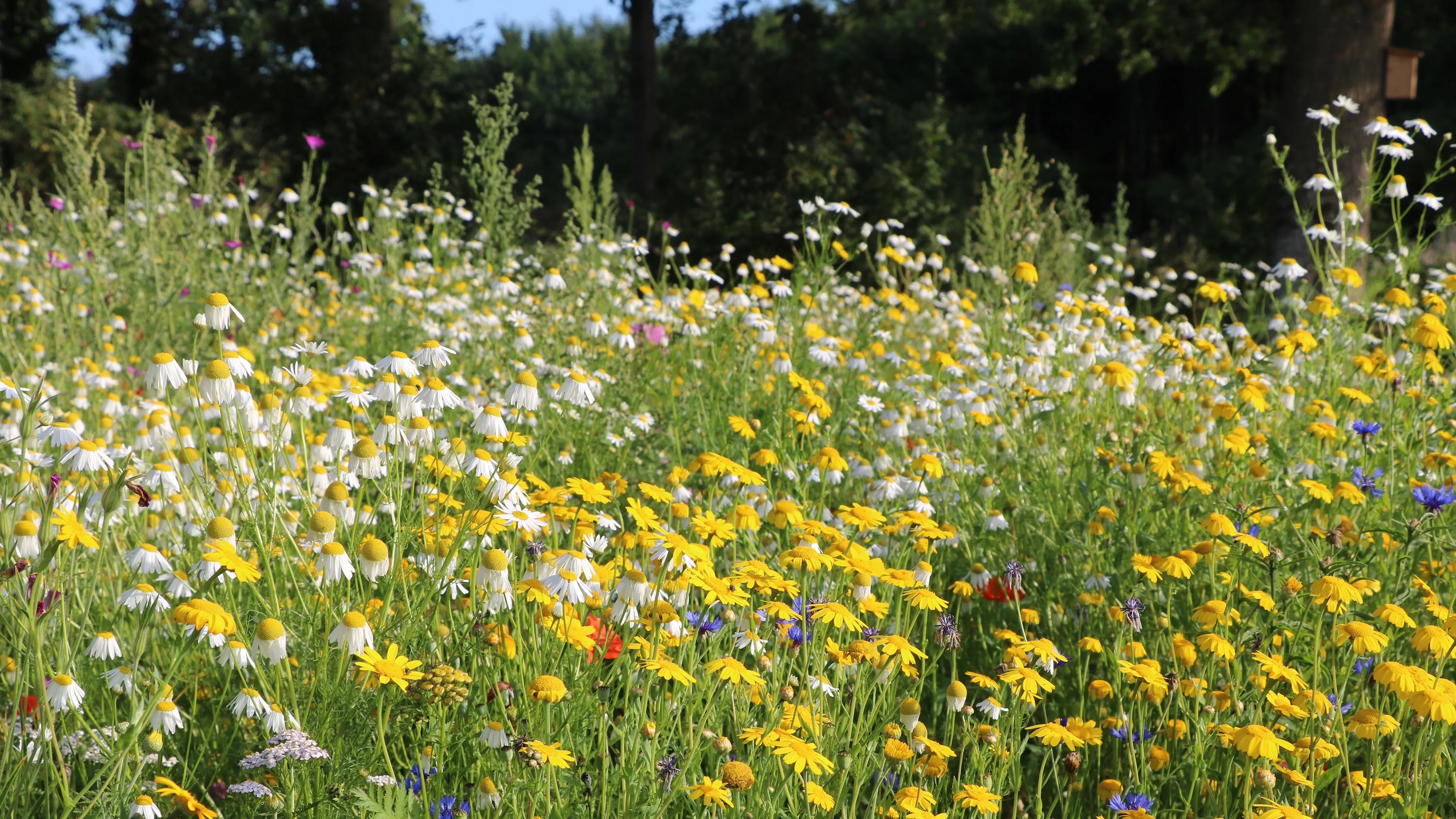 bloemenlint