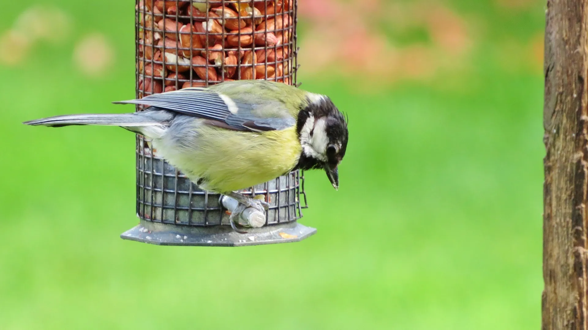 great tit sara price via pixabay jpg