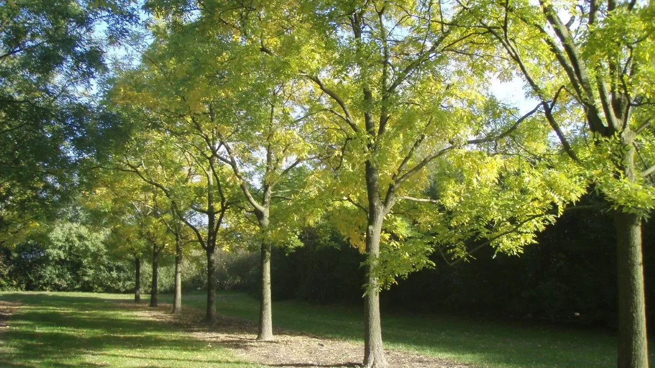 honingbomen e1486994886822