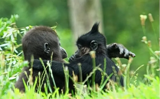 kuifmangabey 11