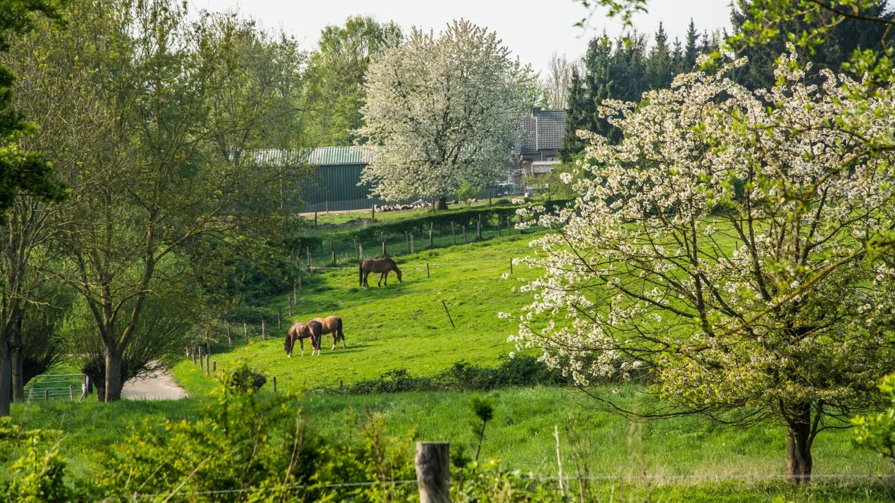 ten esschen paarden 2 1 1280x720