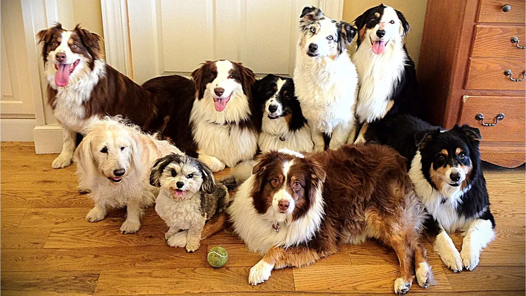 veel honden carterse e1550676630760