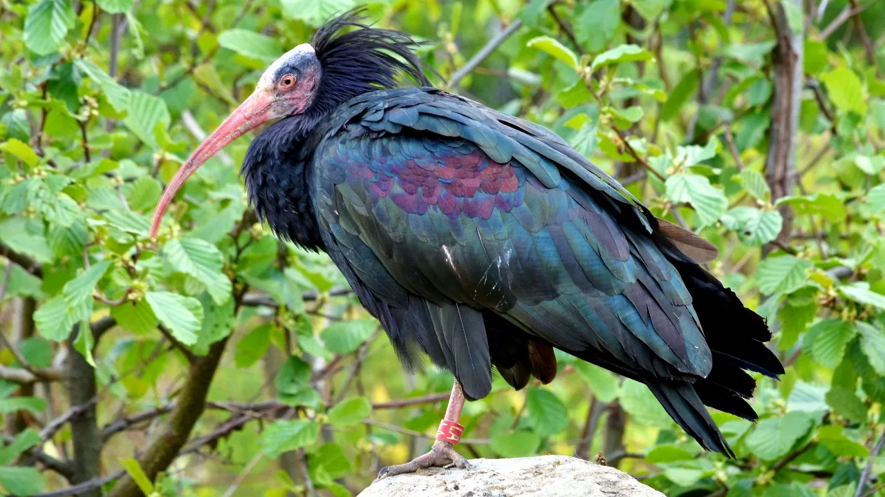 waldrapp ibis 3 1280x720 1