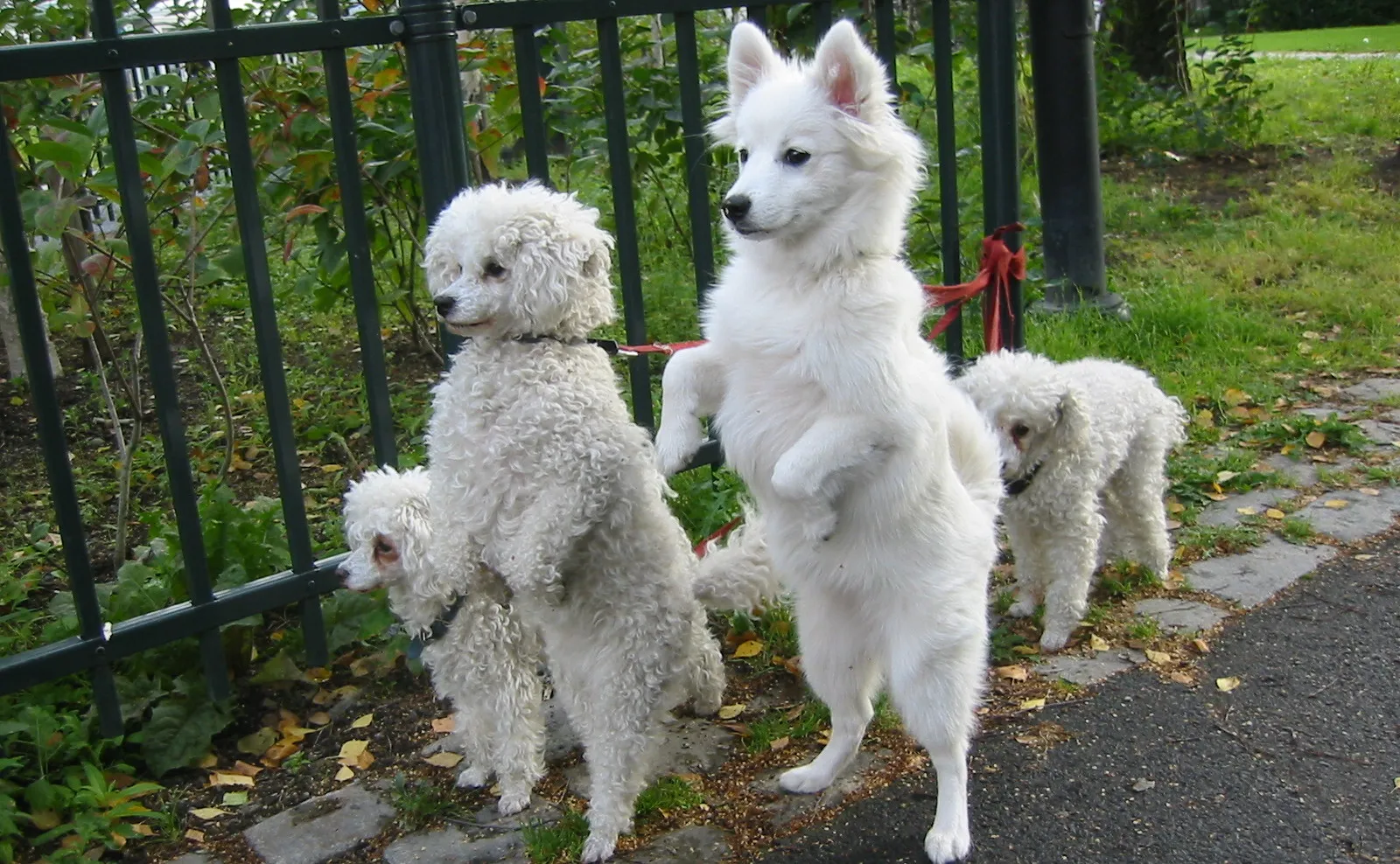 white dogs on hind legs e1428489940492