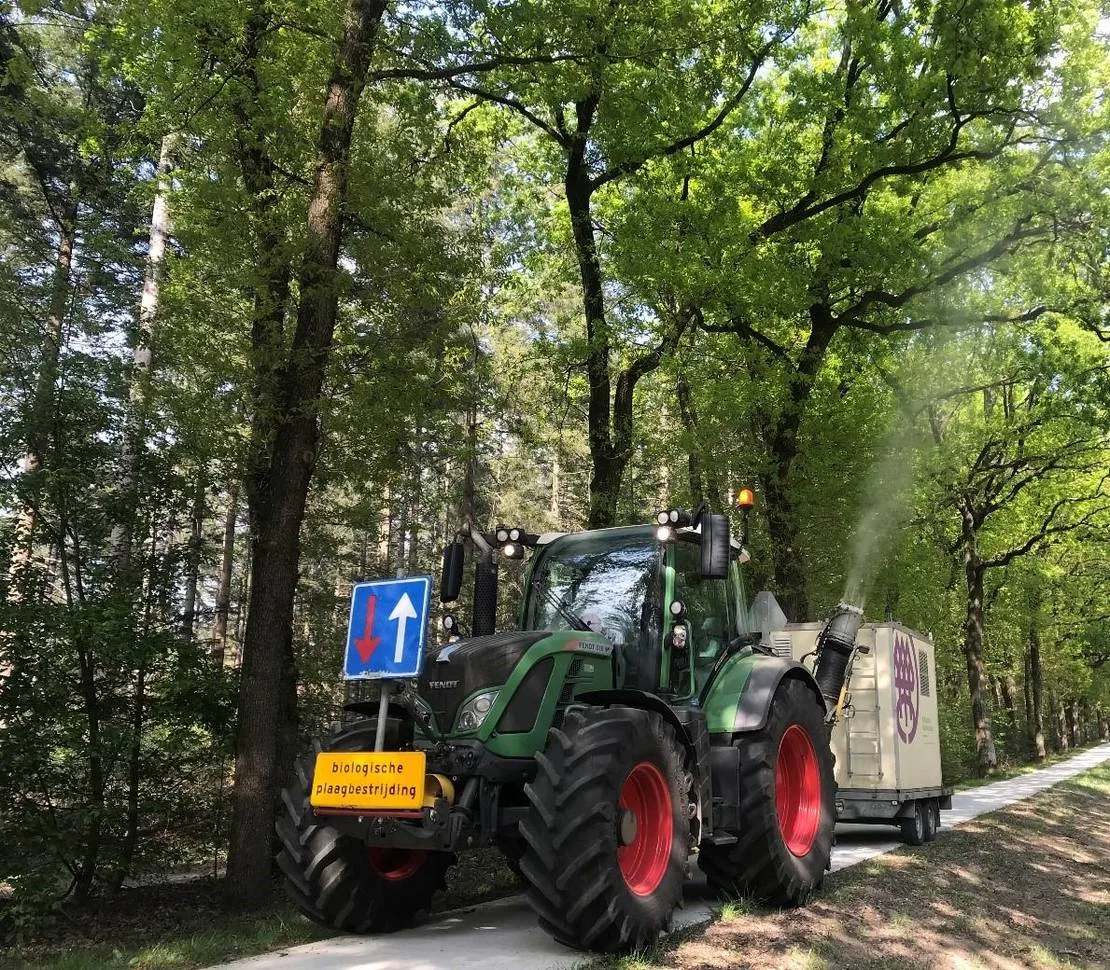 eikenprocessierups bestrijding