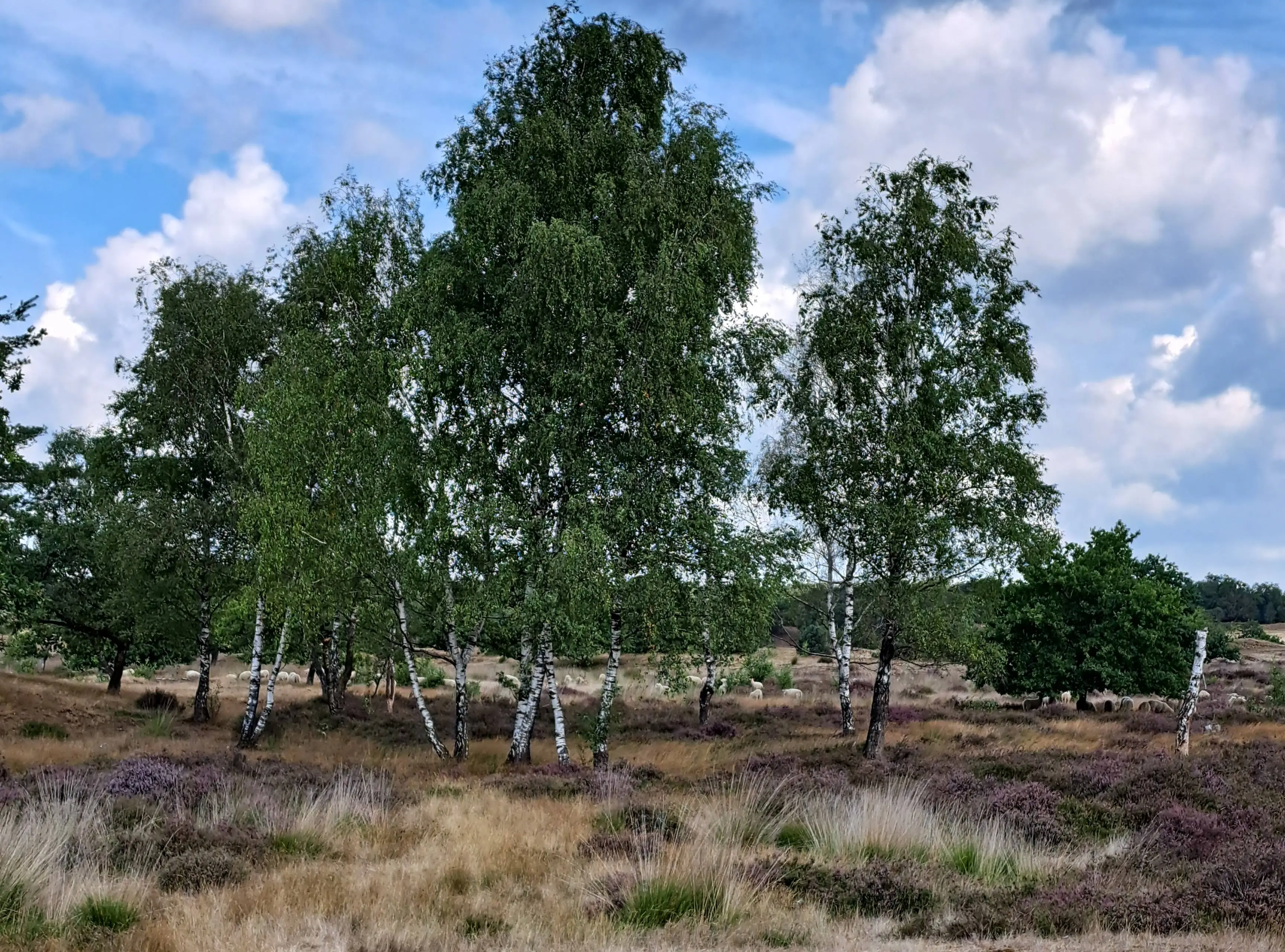 heide en berk