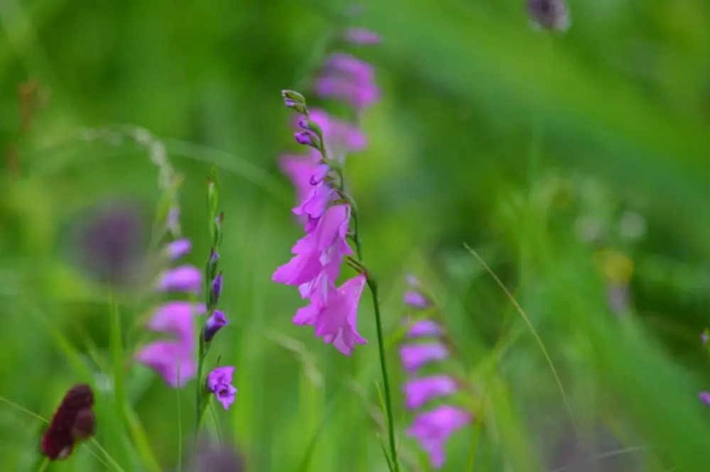 gladiolus imbricatus