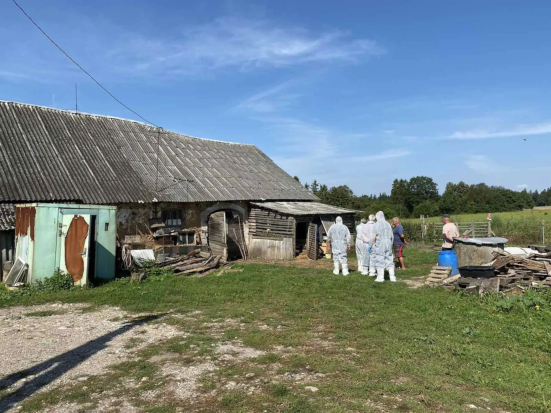 kiauli maro idinys kauno rajone
