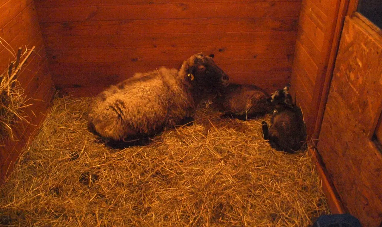 prakartele 021