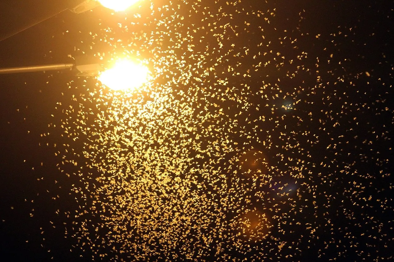 Lašalai prie Aleksoto tilto naktį 08