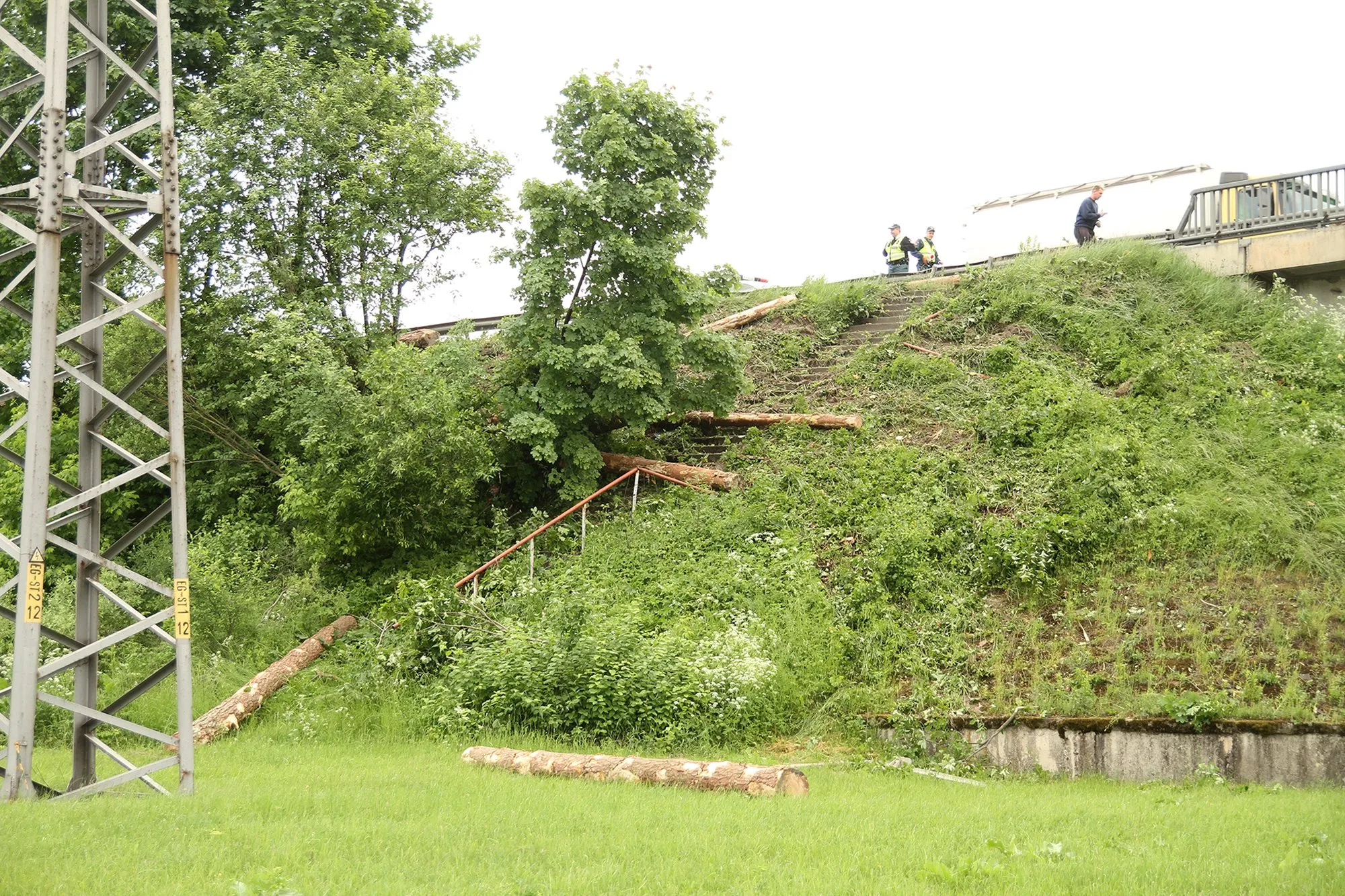 Miškovežis aplinkelyje 11