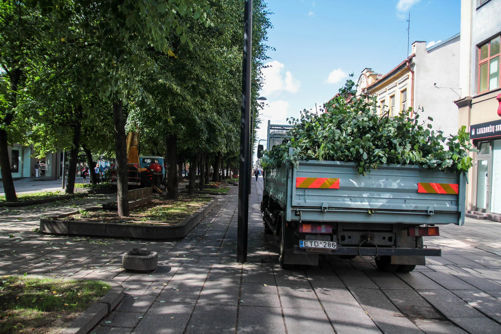 Laisvės alėjoje genimos liepos