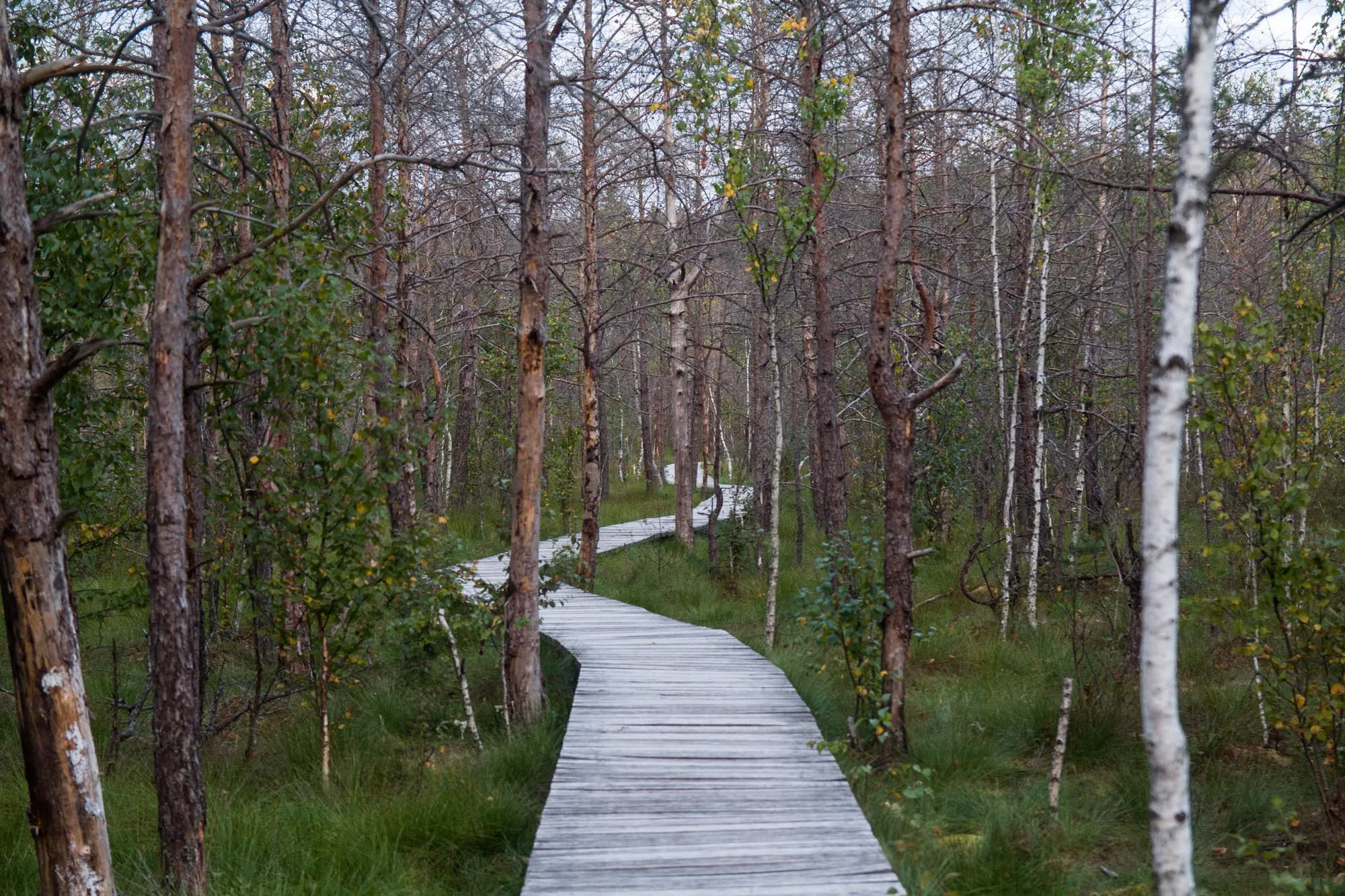 Dubravos apžvalgos takas