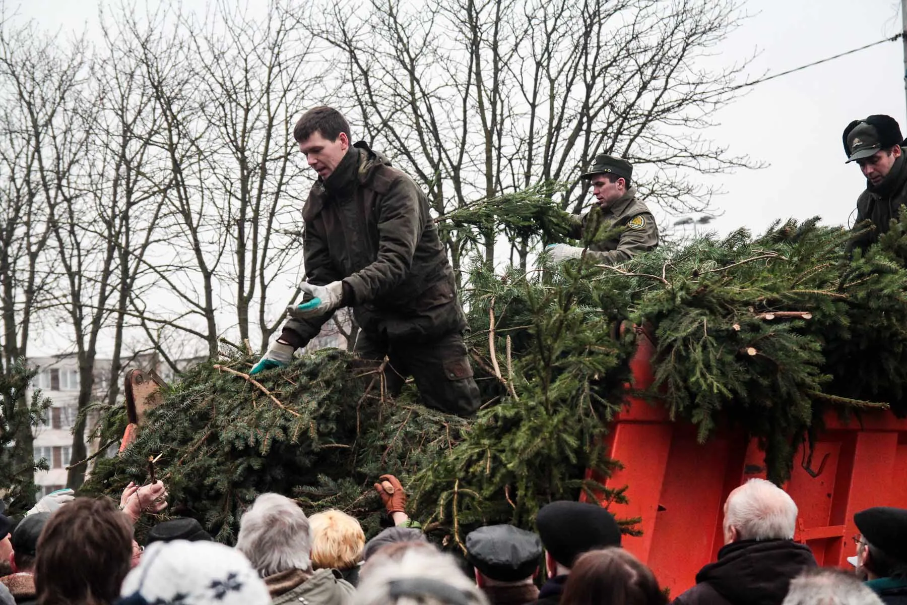 Nemokamos eglių šakos