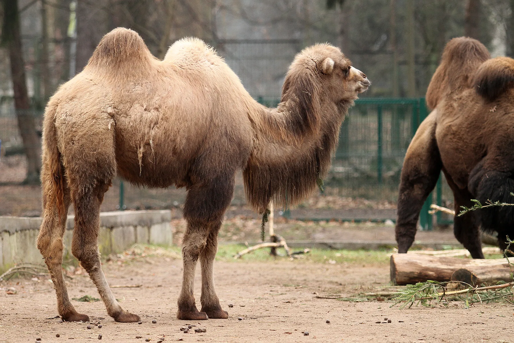 Zoologijos sode - naujas gyventojas