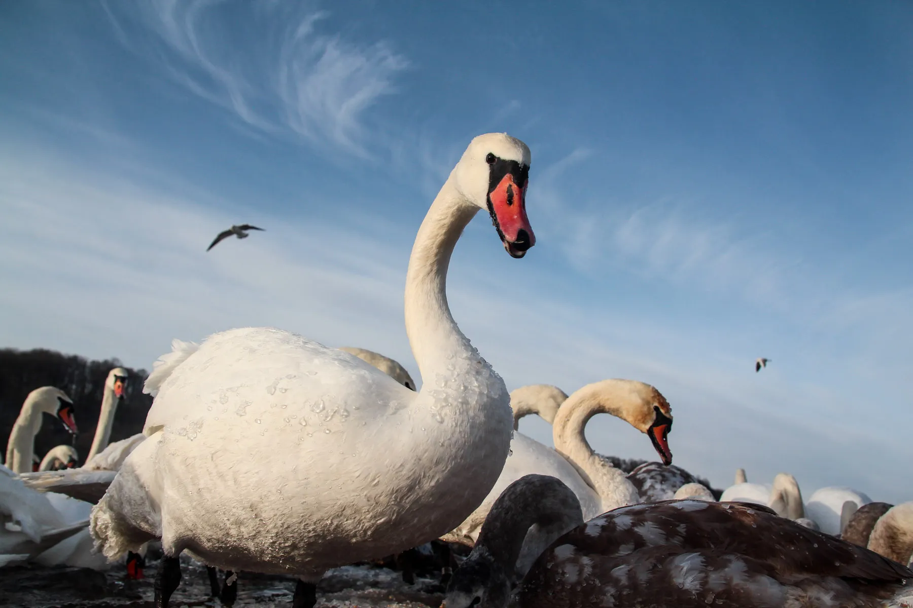 Šančiuose atidaryta didžiausia gulbių lesykla