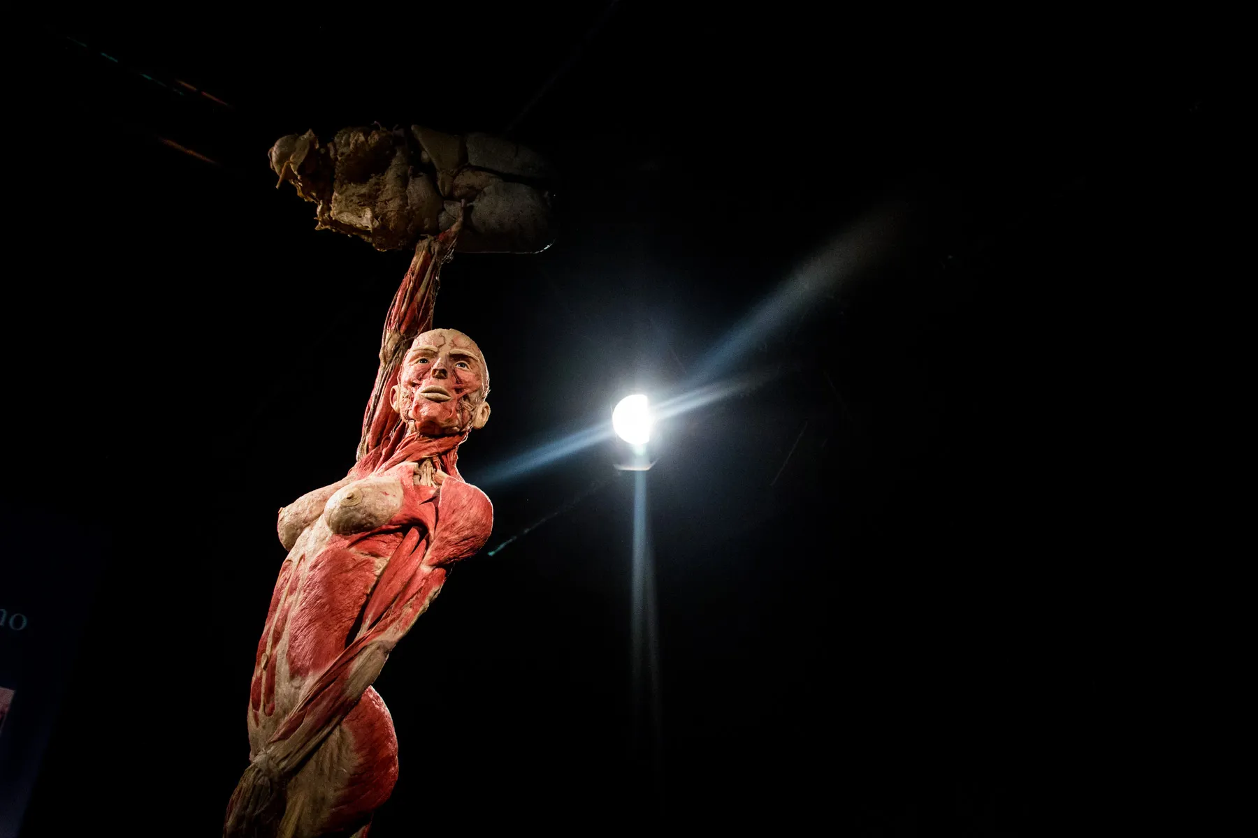 "Body Worlds Vital"