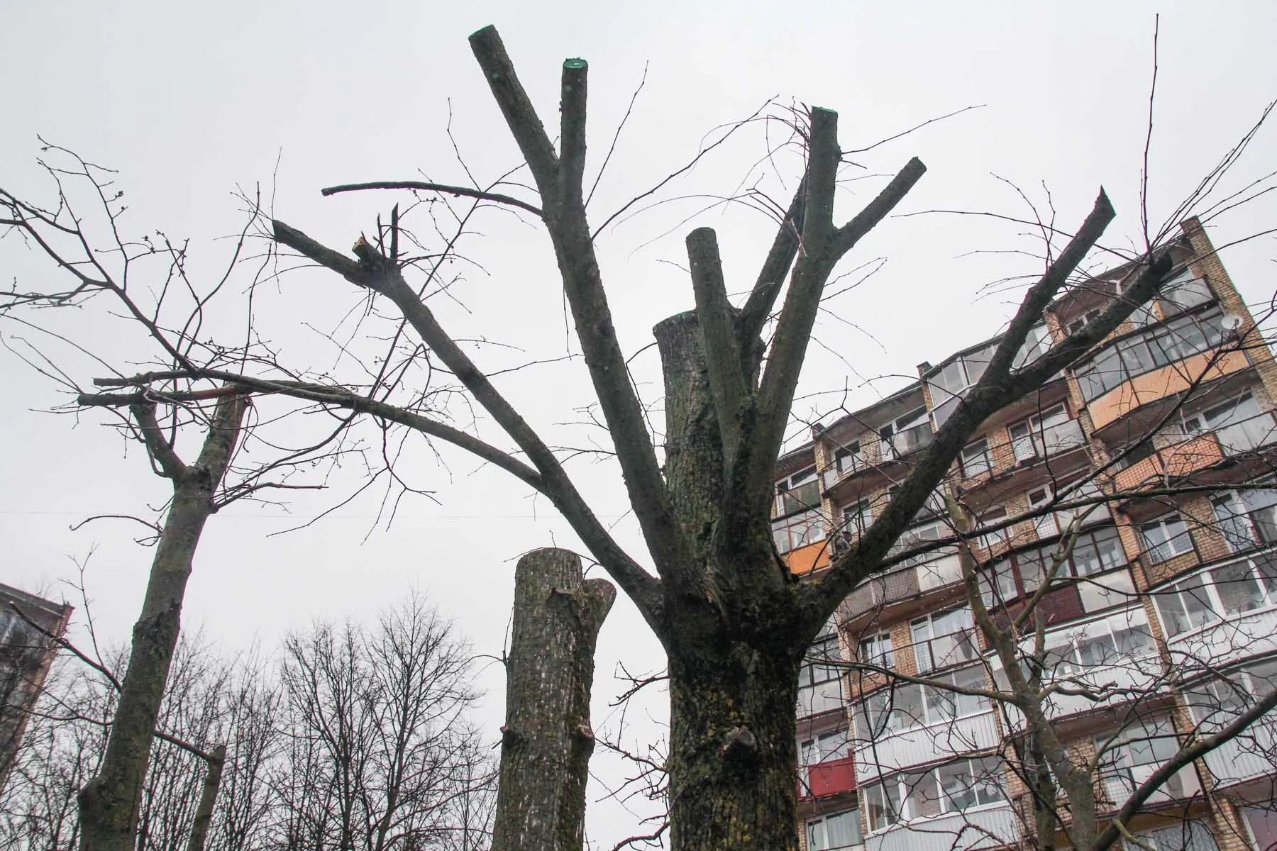 Taikos prospekte nukirstos medžių viršūnės