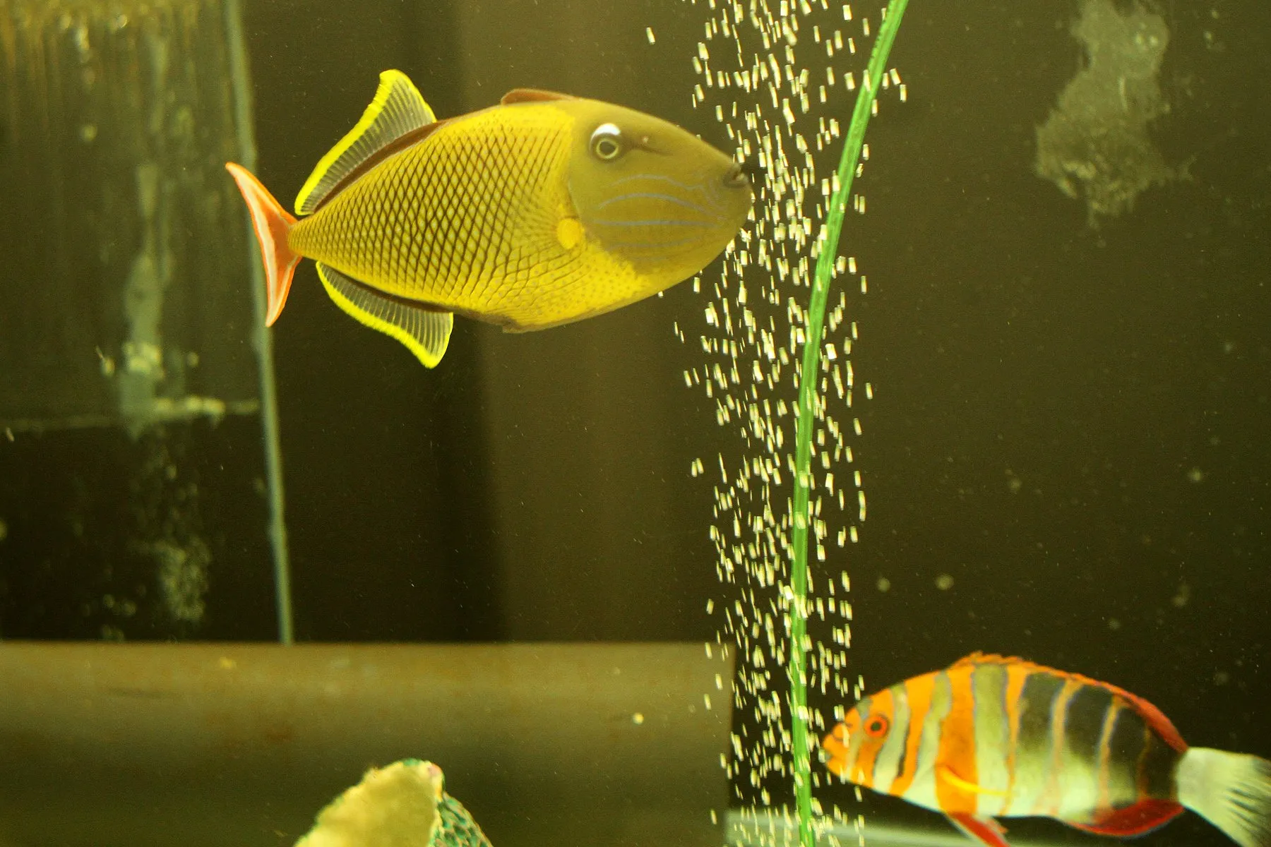 "Megos" akvariume - naujos žuvys