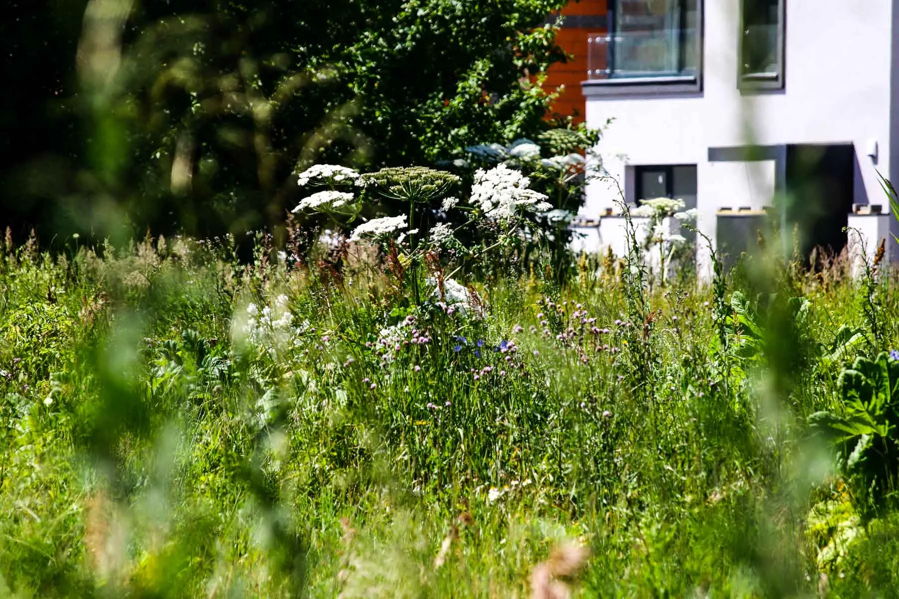 Sosnovskio barščiai Kaune