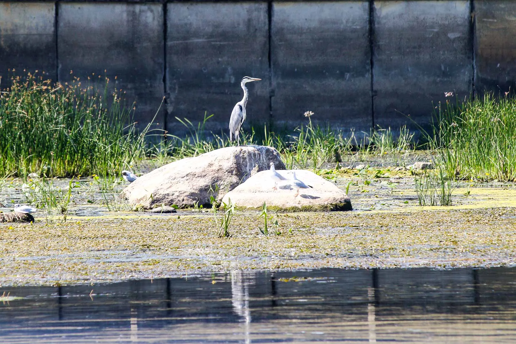 Kauniečiai nugulė Nemuno ir Neries pakrantes