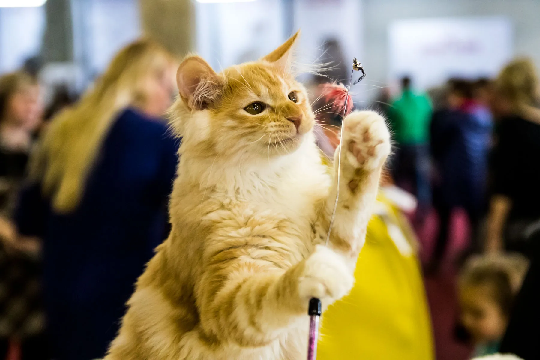 Kačių paroda PLC "Mega"