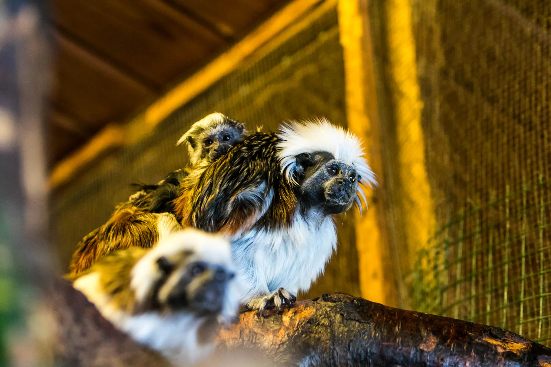 Beždžionės Lietuvos zoologijos sode