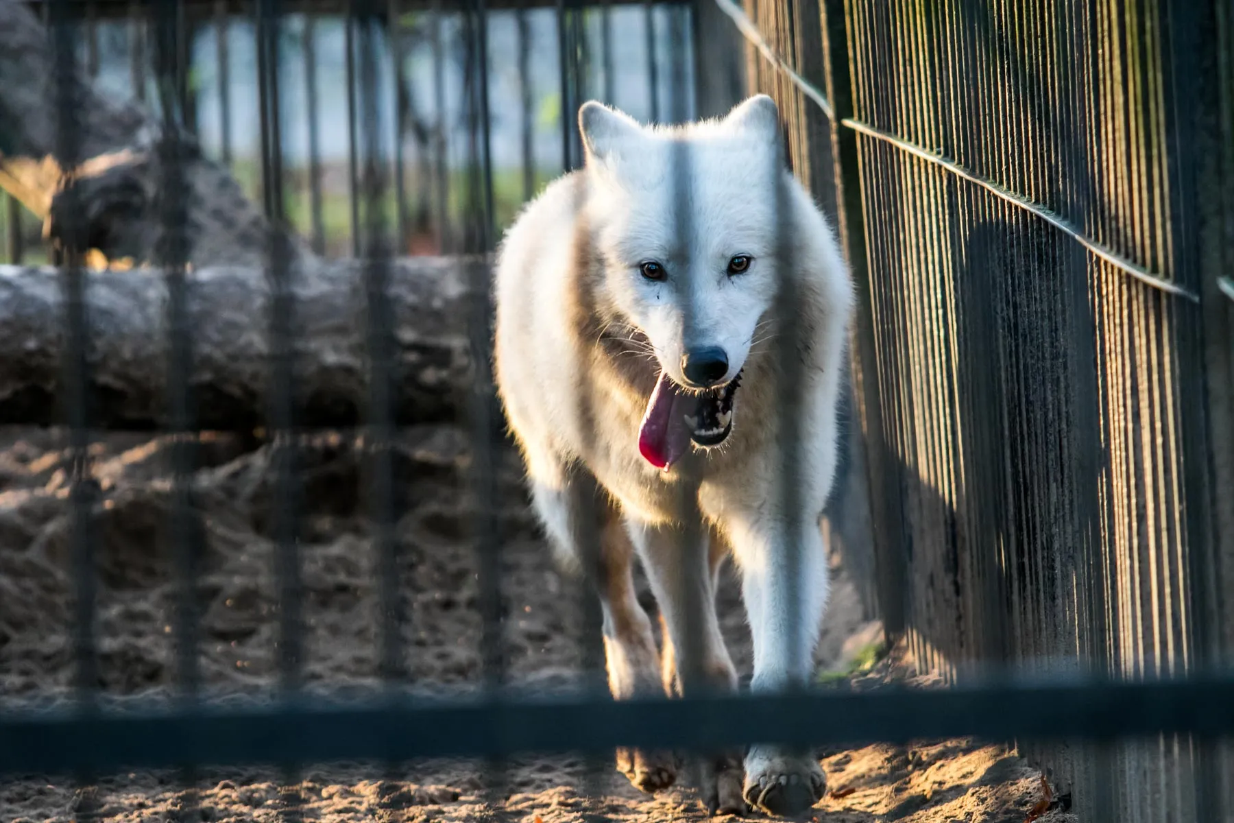 Gyvūnų Kalėdos zoologijos sode