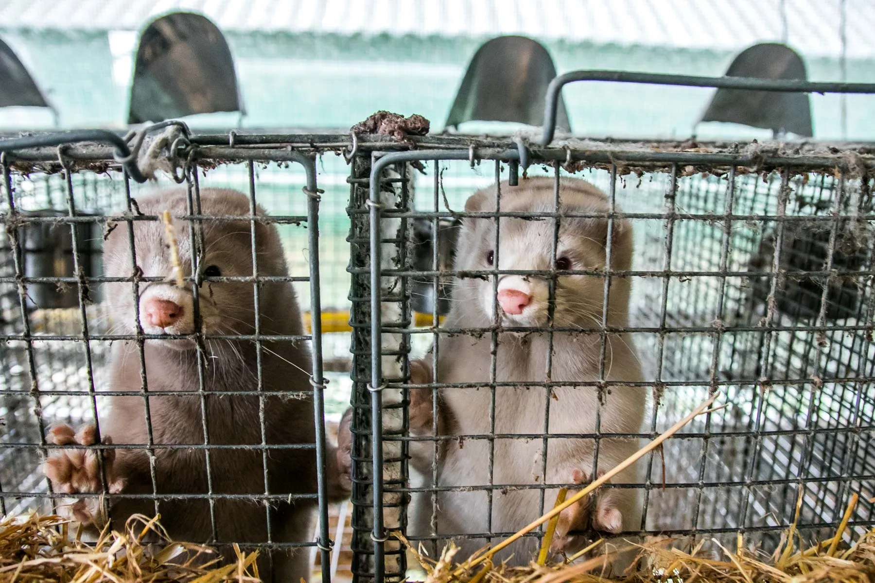 Audinių ferma prie Vilkijos