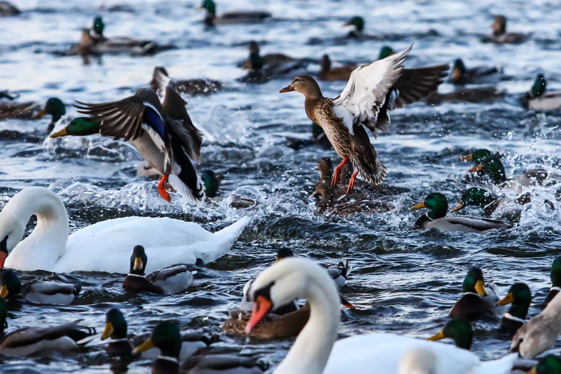 Gulbių ir ančių šėrimas ties hidroelektrine