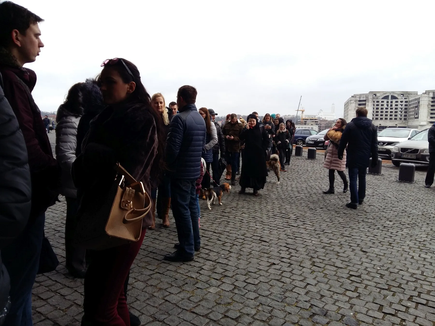 Eilės į šunų parodą