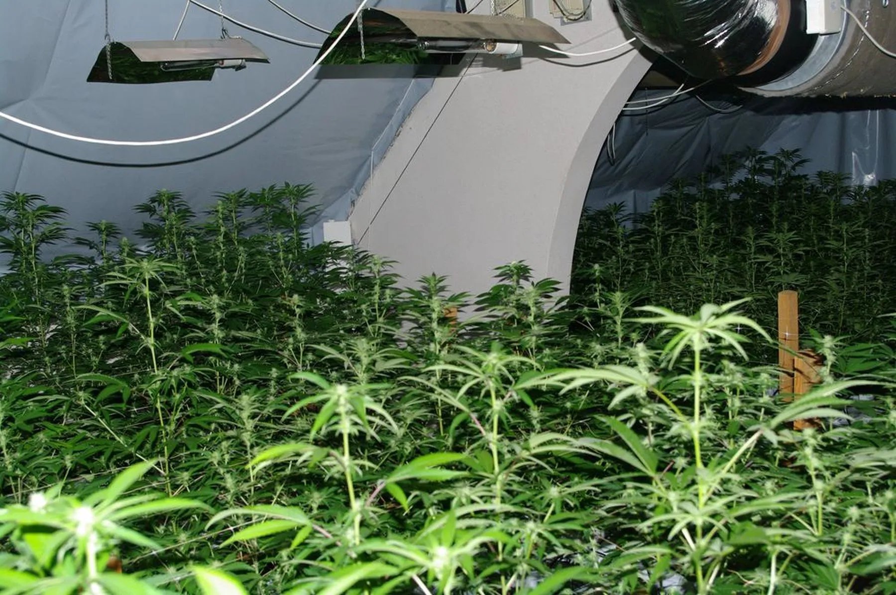 Kanapes auginę vyrai išgirdo nuosprendį