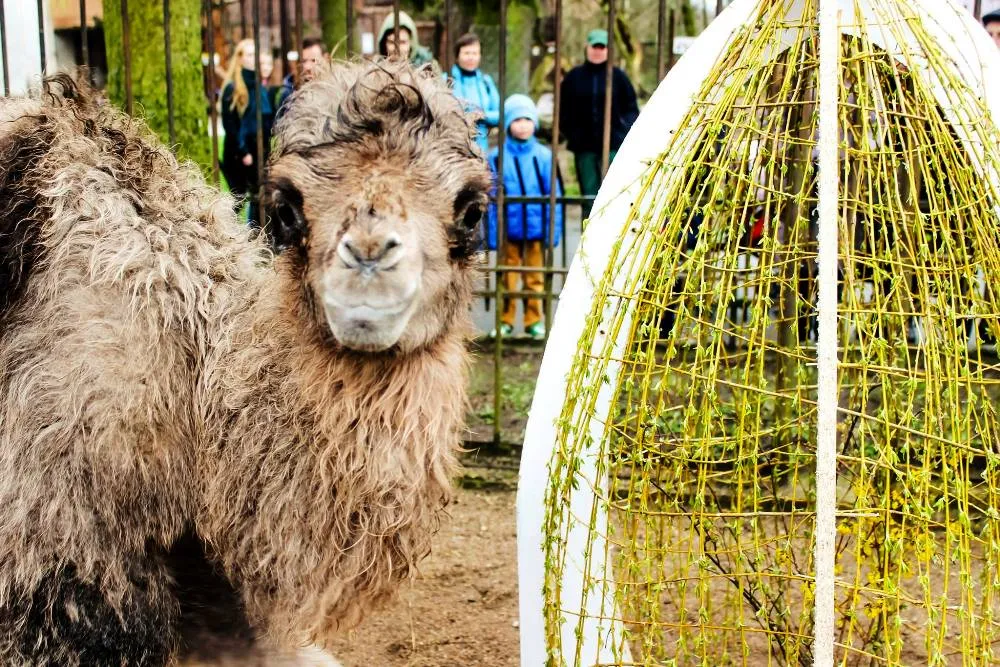 Kupranugarių jauniklis